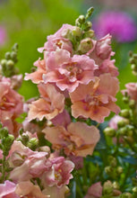 Načíst obrázek do prohlížeče Galerie, Hledík větší - "TWINNY", Peach