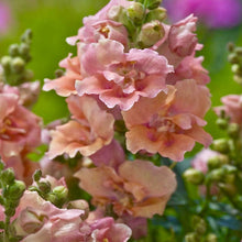 Načíst obrázek do prohlížeče Galerie, Hledík větší - "TWINNY", Peach