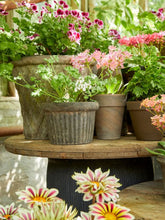 Načíst obrázek do prohlížeče Galerie, Květináč - "Ulrike Natura Patina", 1ks, ø17 x v12 cm