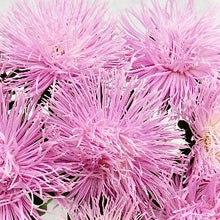 Načíst obrázek do prohlížeče Galerie, Astra čínská - "Valkyrie", Rienzi, Light Rose