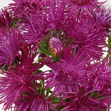 Načíst obrázek do prohlížeče Galerie, Astra čínská - "Valkyrie", Parsifal, Purple