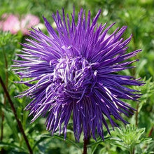 Načíst obrázek do prohlížeče Galerie, Astra čínská - "Valkyrie", Lohengrin, Violet Blue