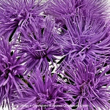 Načíst obrázek do prohlížeče Galerie, Astra čínská - "Valkyrie", Lohengrin, Violet Blue