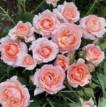 Načíst obrázek do prohlížeče Galerie, Růže - "VILLA D'ESTE TIVOLI®", nádoba 4l