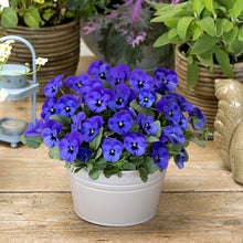 Načíst obrázek do prohlížeče Galerie, Viola rohatá - "Sorbet", Blue Blotch