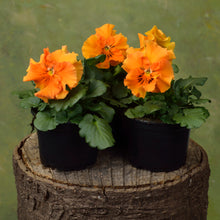 Načíst obrázek do prohlížeče Galerie, Viola zahradní - "Frizzle Sizzle", Orange