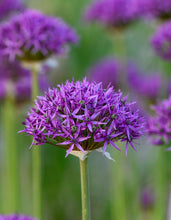 Načíst obrázek do prohlížeče Galerie, Okrasný česnek - "Violet Beauty", 5ks