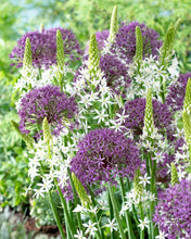 Načíst obrázek do prohlížeče Galerie, Okrasný česnek - "Violet Beauty", 5ks