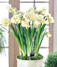 Načíst obrázek do prohlížeče Galerie, Narcis - "Erlicheer" (určený k rychlení v interiéru), 5ks