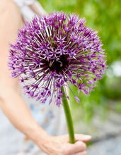 Načíst obrázek do prohlížeče Galerie, Okrasný česnek - "Universe", 1ks