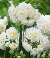 Načíst obrázek do prohlížeče Galerie, Narcis - "White Cheerfulness", 5ks