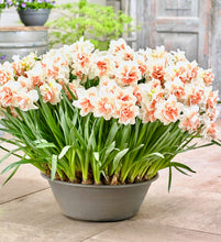 Načíst obrázek do prohlížeče Galerie, Narcis - "My Story", 5ks