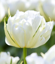 Načíst obrázek do prohlížeče Galerie, Tulipán - "White Valley, (Exotic Emperor)", 5ks, 10ks
