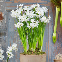 Načíst obrázek do prohlížeče Galerie, Narcis - "Paperwhite Ziva", (určený k rychlení v interiéru) 5ks, 10ks