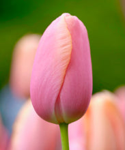 Načíst obrázek do prohlížeče Galerie, Tulipán - "Menton", 5ks