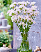 Načíst obrázek do prohlížeče Galerie, Okrasný česnek růžový - "Roseum", 7ks