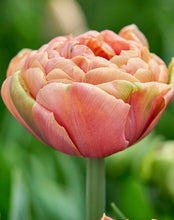 Načíst obrázek do prohlížeče Galerie, Tulipán - "Copper Image®", 5ks