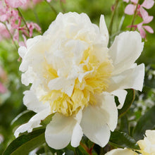 Načíst obrázek do prohlížeče Galerie, Pivoňka - "Bridal Shower", 1ks