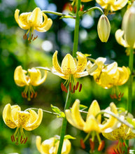 Načíst obrázek do prohlížeče Galerie, Lilie zlatohlavá - " Golden Morning", 1ks