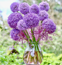 Načíst obrázek do prohlížeče Galerie, Okrasný česnek - "Pinball WIzard", 1ks