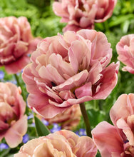 Načíst obrázek do prohlížeče Galerie, Tulipán - "La Belle Epoque", 5ks