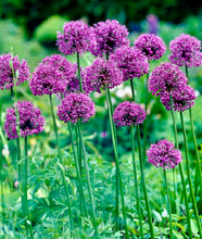 Načíst obrázek do prohlížeče Galerie, Okrasný česnek - "Statos", 3ks