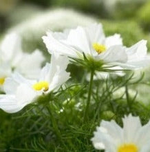 Načíst obrázek do prohlížeče Galerie, Krásenka zpeřená - "Sonata", White