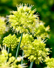 Načíst obrázek do prohlížeče Galerie, Okrasný česnek šikmý - "Obliquum", 1ks