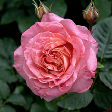 Načíst obrázek do prohlížeče Galerie, Růže - "VIVIENNE WESTWOOD®", sazenice 1ks