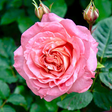 Načíst obrázek do prohlížeče Galerie, Růže - "VIVIENNE WESTWOOD®", sazenice 1ks