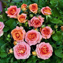 Načíst obrázek do prohlížeče Galerie, Růže - "VIVIENNE WESTWOOD®", sazenice 1ks