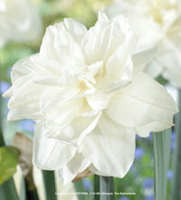 Načíst obrázek do prohlížeče Galerie, Narcis - "White Medal", 4ks