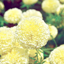 Načíst obrázek do prohlížeče Galerie, Aksamitník (Afrikán) - "F1 White Swan"