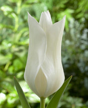 Načíst obrázek do prohlížeče Galerie, Tulipán - "White Triumphator", 5ks, 10ks