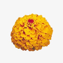 Načíst obrázek do prohlížeče Galerie, Ostálka (Cínie) lepá - "Oklahoma", Golden Yellow