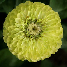 Načíst obrázek do prohlížeče Galerie, Ostálka (Cínie) lepá - "Envy"