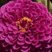 Načíst obrázek do prohlížeče Galerie, Ostálka (Cínie) lepá jiřinkokvětá - "Purple Prince"