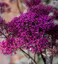 Načíst obrázek do prohlížeče Galerie, Zvonečkovec modrý - "Lake Michigan", Violet