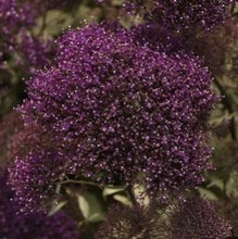 Načíst obrázek do prohlížeče Galerie, Zvonečkovec modrý - "Lake Forest", Purple