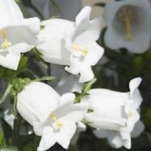 Načíst obrázek do prohlížeče Galerie, Zvonek zahradní - "Champion F1", White