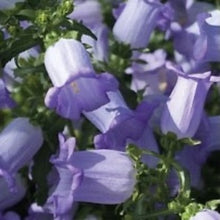 Načíst obrázek do prohlížeče Galerie, Zvonek zahradní - "Champion F1", Lavender