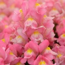 Načíst obrázek do prohlížeče Galerie, Hledík větší - "SNAPSHOT", Pink