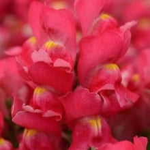 Načíst obrázek do prohlížeče Galerie, Hledík větší - "SNAPSHOT", Rose