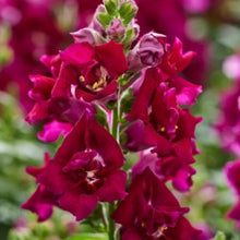 Načíst obrázek do prohlížeče Galerie, Hledík větší - "TWINNY", Violet