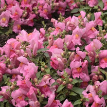 Načíst obrázek do prohlížeče Galerie, Hledík větší převislý - " F1 CANDY Showers", Pink