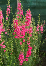 Načíst obrázek do prohlížeče Galerie, Ostrožka stračka - "Brisbane", Salmon Pink