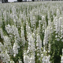 Načíst obrázek do prohlížeče Galerie, Ostrožka zahradní - "Imperial", White Spire