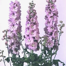 Načíst obrázek do prohlížeče Galerie, Ostrožka vyvýšená - "Magic Fountain", Cherry Blossom White Bee