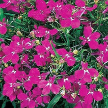 Načíst obrázek do prohlížeče Galerie, Lobelka drobná - "Riviera, Rose"