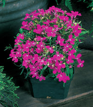 Načíst obrázek do prohlížeče Galerie, Lobelka drobná - "Riviera, Rose"